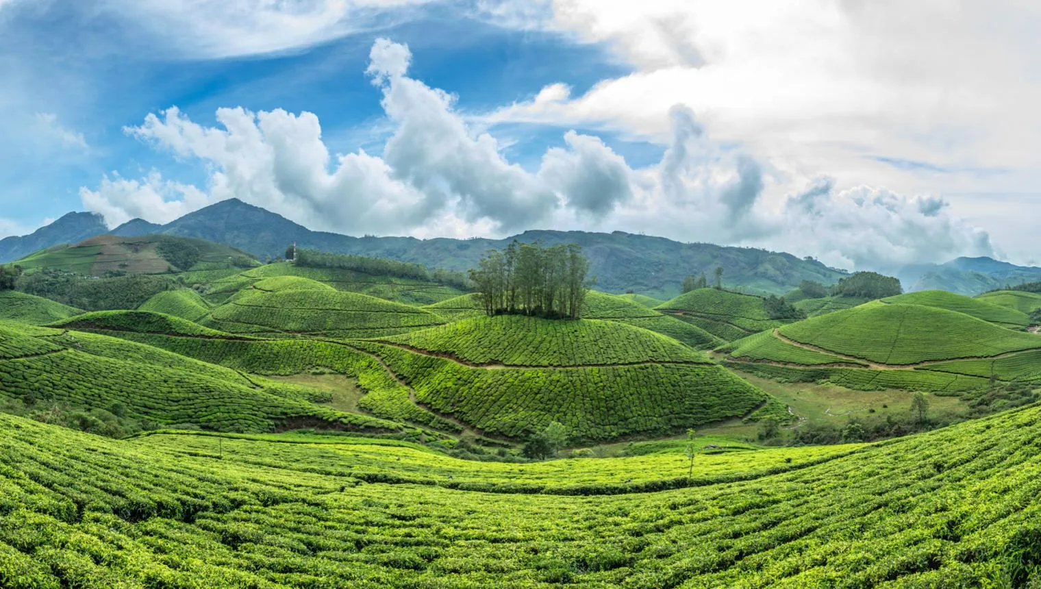 Kerala on Bird’s Eye View: A 6-Day Journey Through God’s Own Country travel photo